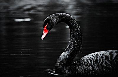 黑天鵝屬性爆料最新,不可預測的顛覆性影響解析