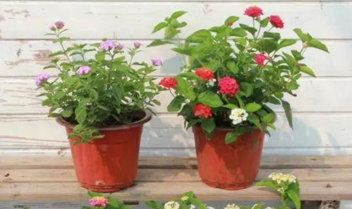 原神地鐵爆料視頻大全最新,揭秘游戲新內(nèi)容與精彩瞬間  第2張