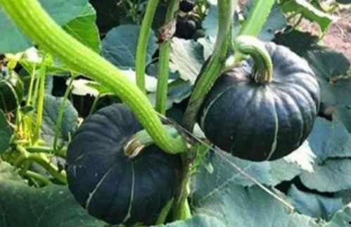 又吃瓜又唱歌的網(wǎng)紅,揭秘又吃瓜又唱歌的網(wǎng)紅魅力  第3張