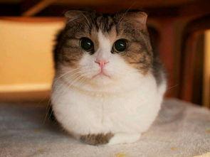 娛樂圈吃瓜貓是誰啊圖片,揭秘網(wǎng)絡紅人的真實身份  第3張