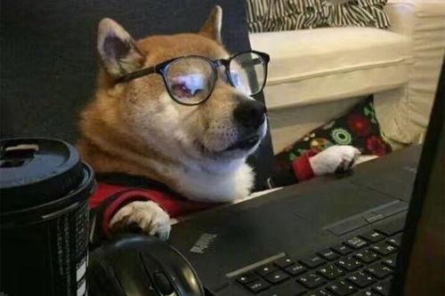 狗狗最新爆料文案搞笑句子,笑料橫生的爆料瞬間  第2張