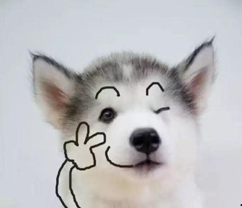 狗狗最新爆料文案搞笑句子,笑料橫生的爆料瞬間  第3張