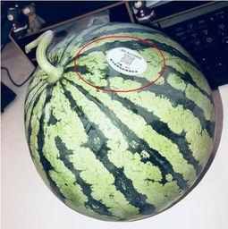 廣西吃瓜網紅,揭秘當地美食風潮背后的故事