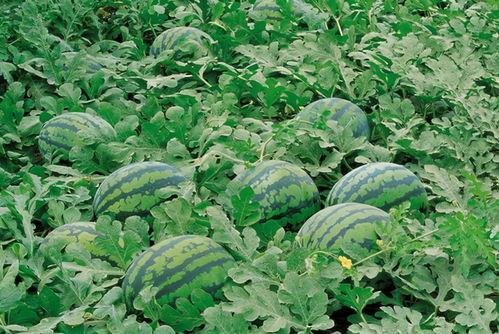 娛樂吃瓜場地圖片高清大圖,高清大圖揭秘網紅吃瓜場地