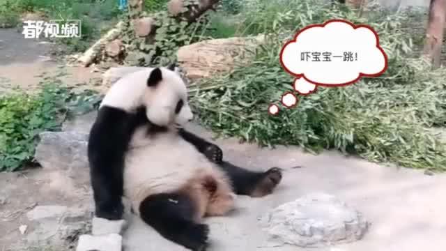 今日動物爆料最新消息,揭秘神秘生物新發現