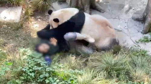 今日動物爆料最新消息,揭秘神秘生物新發現  第2張