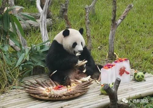 南寧動物園爆料案件最新,驚現動物逃脫事件，真相揭秘！  第3張