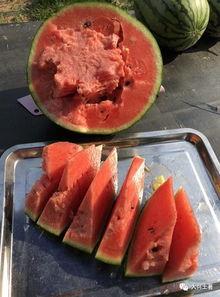 網紅吃瓜大集合圖片,一場視覺盛宴的狂歡時刻