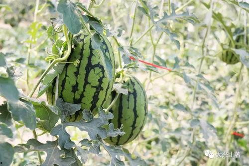 網紅吃瓜大集合圖片,一場視覺盛宴的狂歡時刻  第3張