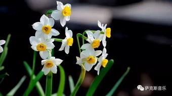 抖音爆料娛樂圈水仙花,揭秘明星自戀背后的真相