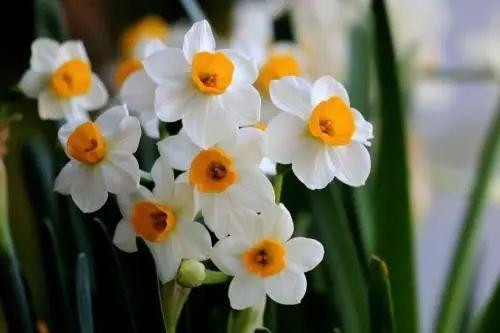 抖音爆料娛樂圈水仙花,揭秘明星自戀背后的真相  第3張