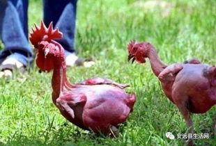 叫了只雞最新爆料視頻,揭秘視頻背后的驚人真相！