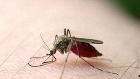 爆料大蚊子的視頻大全播放,驚悚瞬間直擊眼球