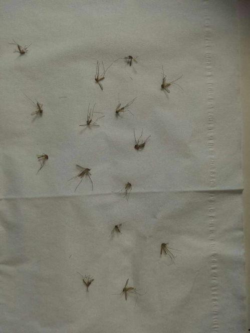 爆料大蚊子的視頻大全播放,驚悚瞬間直擊眼球  第2張