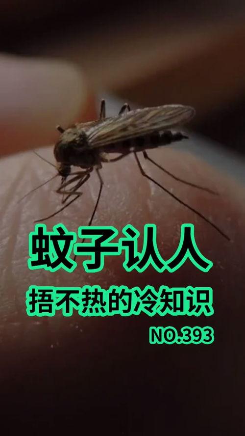 爆料大蚊子的視頻大全播放,驚悚瞬間直擊眼球  第3張