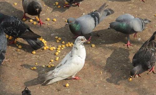網(wǎng)紅吃瓜鴿子圖片大全,趣味瞬間大盤點(diǎn)  第3張