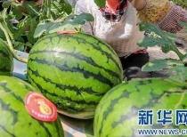 臨縣吃瓜事件最新爆料信息,最新爆料揭露驚人內幕