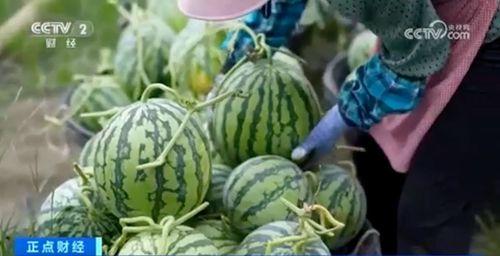 新疆網紅吃瓜視頻大全集,趣味橫生的美食之旅 第3張 新疆網紅吃瓜視頻大全集,趣味橫生的美食之旅 第3張